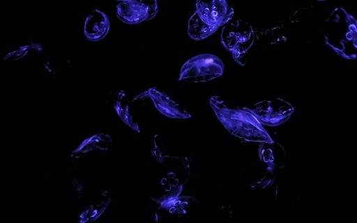 Inducing Immunogenic Tertiary Lymphoid Structures Across Cancers by Dendritic Cell Reprogramming