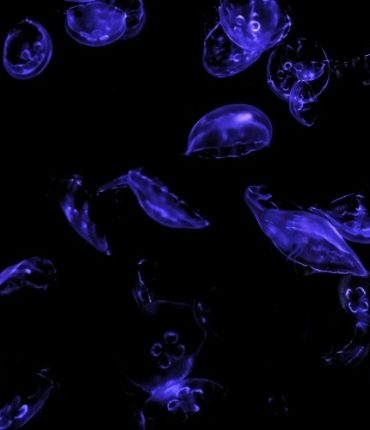 Inducing Immunogenic Tertiary Lymphoid Structures Across Cancers by Dendritic Cell Reprogramming