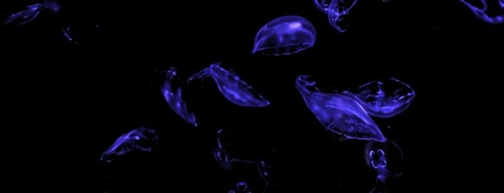 Inducing Immunogenic Tertiary Lymphoid Structures Across Cancers by Dendritic Cell Reprogramming